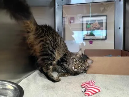 An adult medium-sized female Domestic Medium Hair cat named Pippy for adoption in West Chester, PA