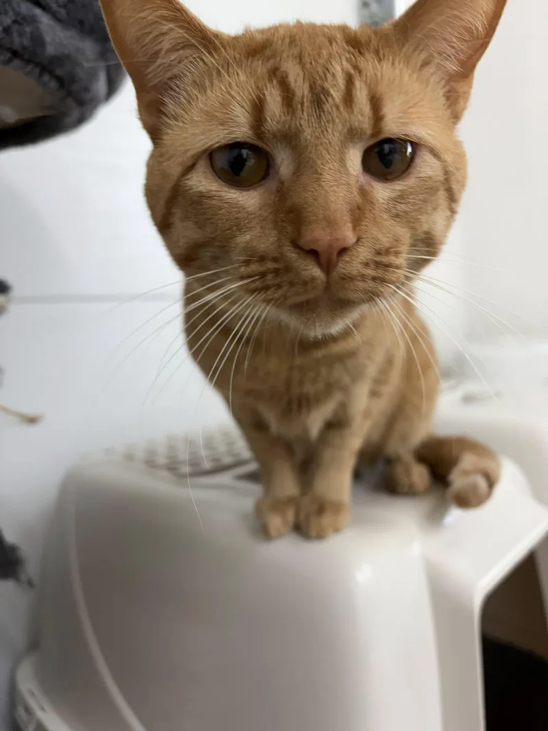 A young medium-sized male Orange / Red Domestic Short Hair cat named Big Tuna for adoption in Clarksville, TN