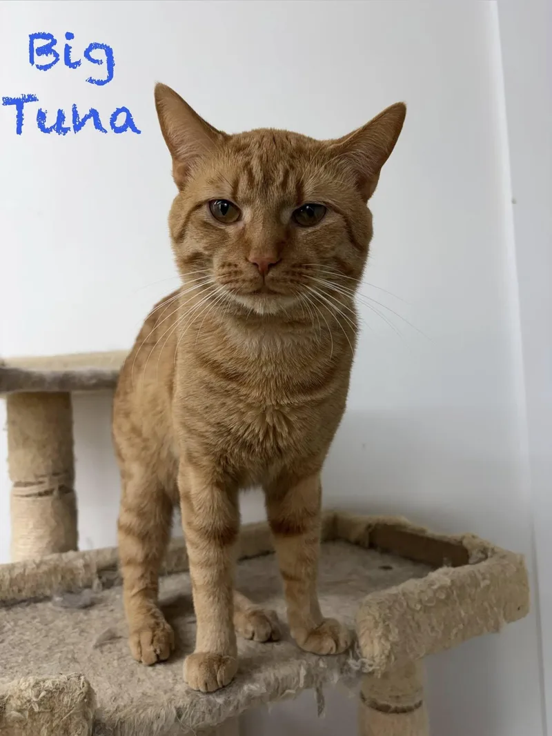 Big Tuna thumbnail 3