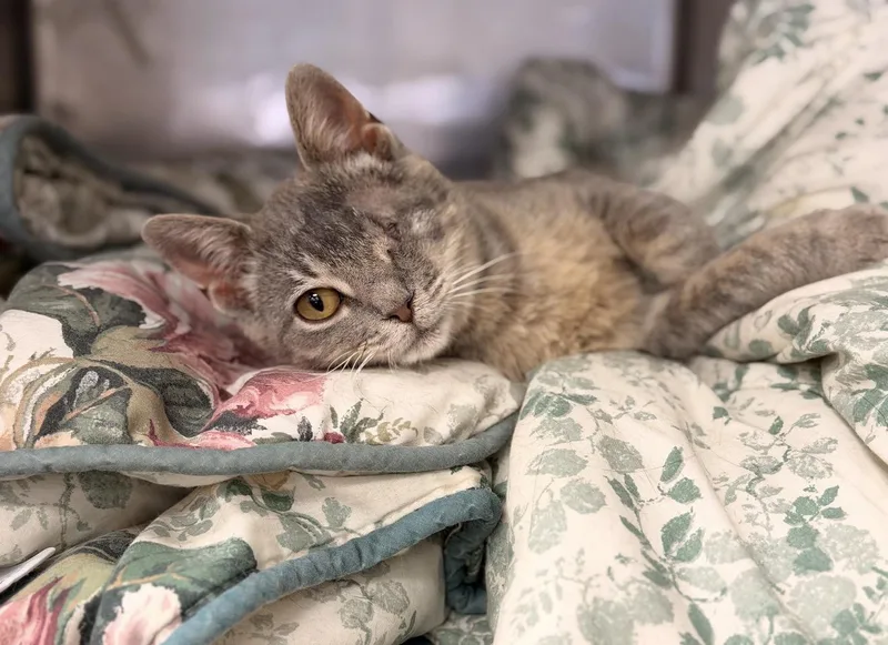 A young medium-sized female Blue Cream Domestic Short Hair cat named Peeky for adoption in Batesville, AR