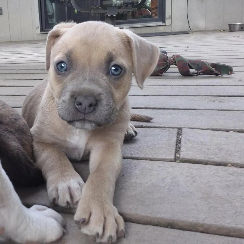 A baby medium-sized female Gray / Blue / Silver American Staffordshire Terrier dog named Lila for adoption in West Richland, WA