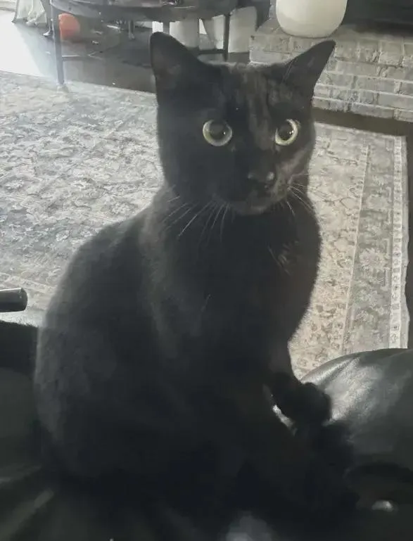 An adult medium-sized female Black Domestic Short Hair cat named Cutsie for adoption in Grand Rapids, MI