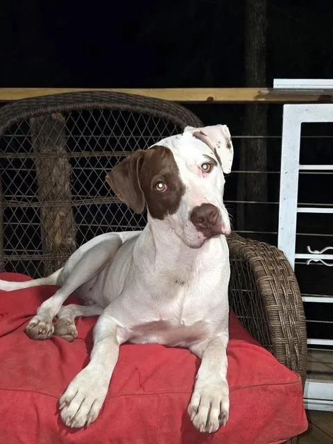 Rex  Your Velcro thumbnail 2