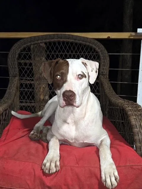 Rex  Your Velcro thumbnail 3