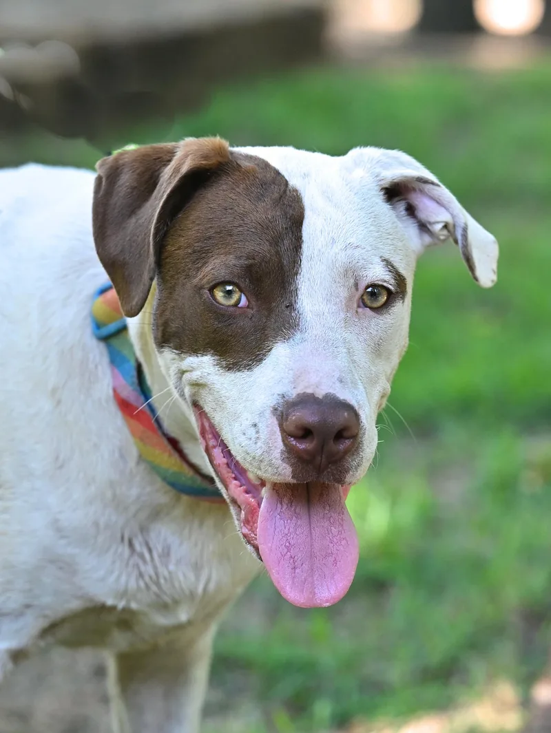 Rex  Your Velcro thumbnail 4