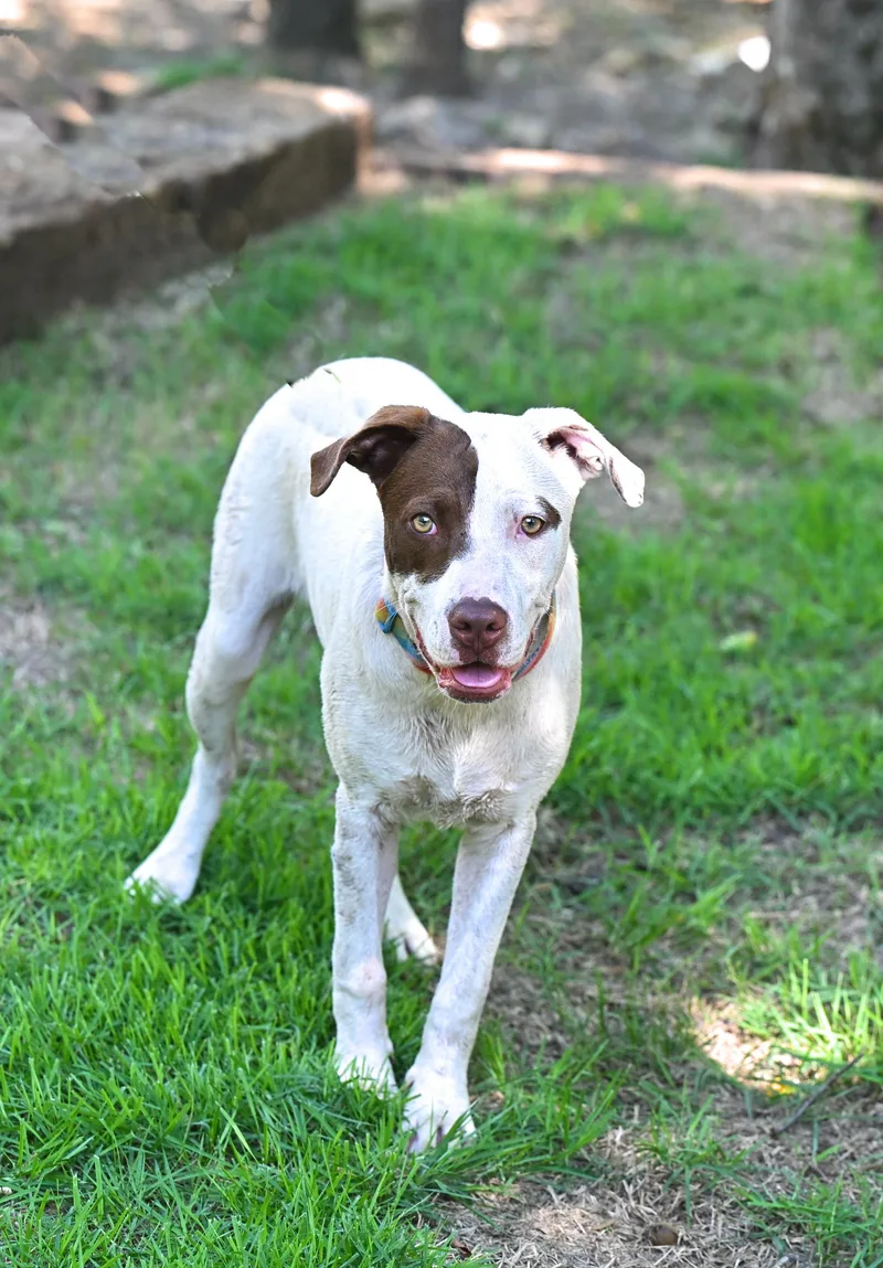 Rex  Your Velcro thumbnail 5