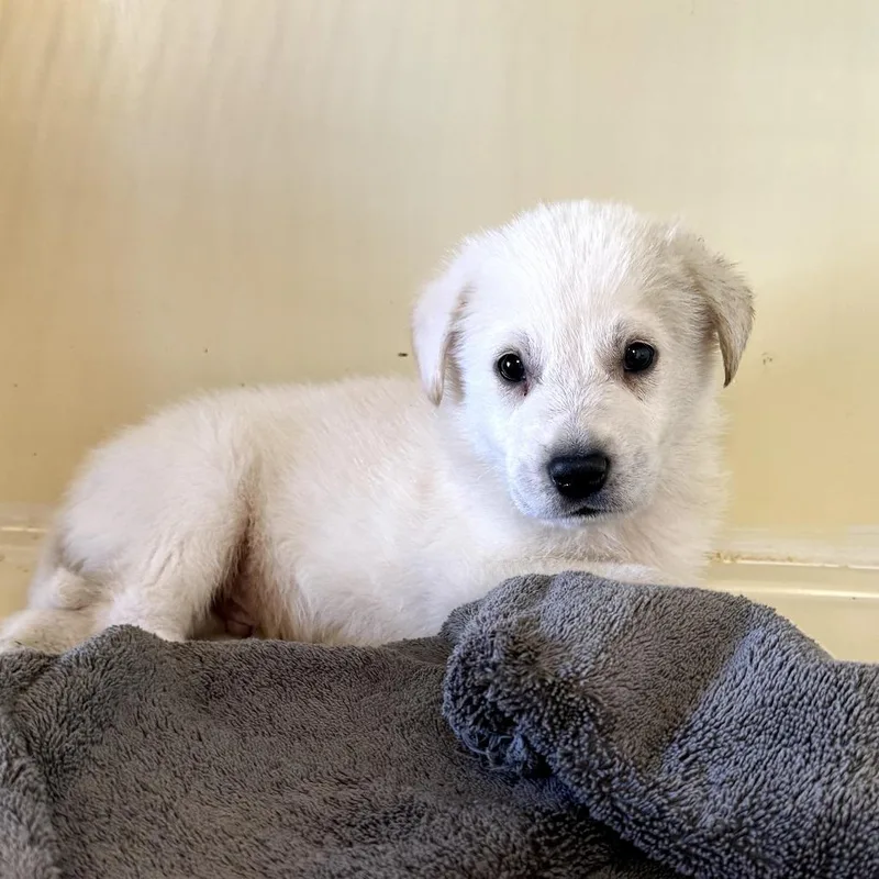 A baby small-sized male White / Cream Shepherd dog named Jamarcus for adoption in Upland, CA