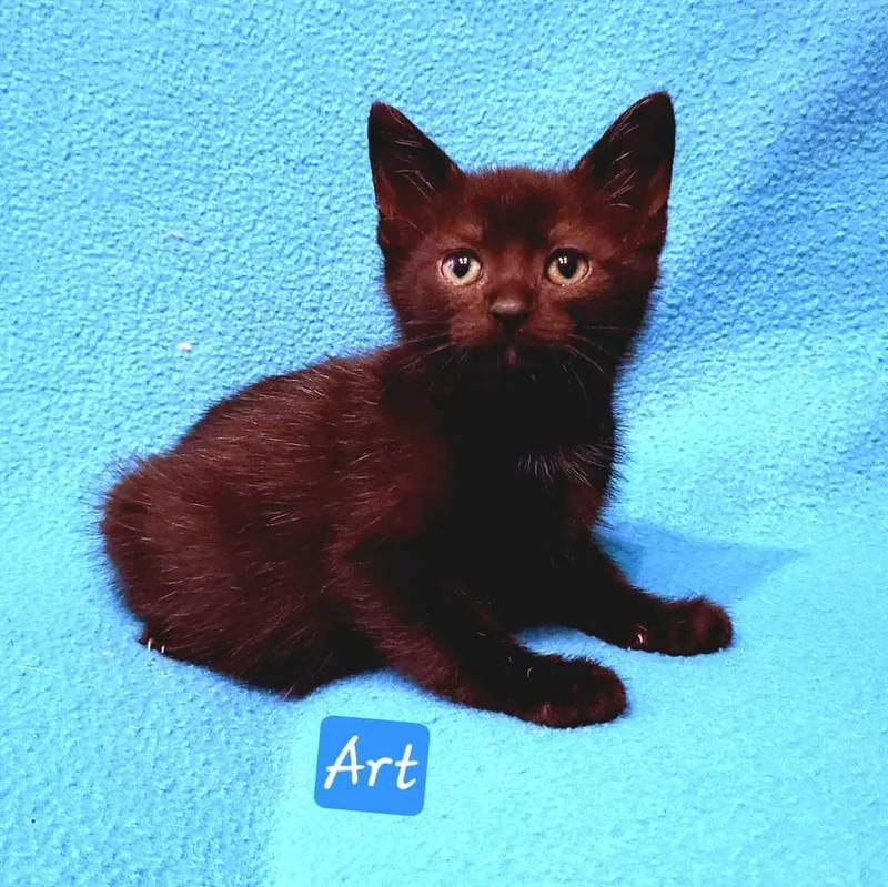 A baby small-sized male Black Domestic Short Hair cat named Sunshine Littles Art for adoption in Jessup, MD