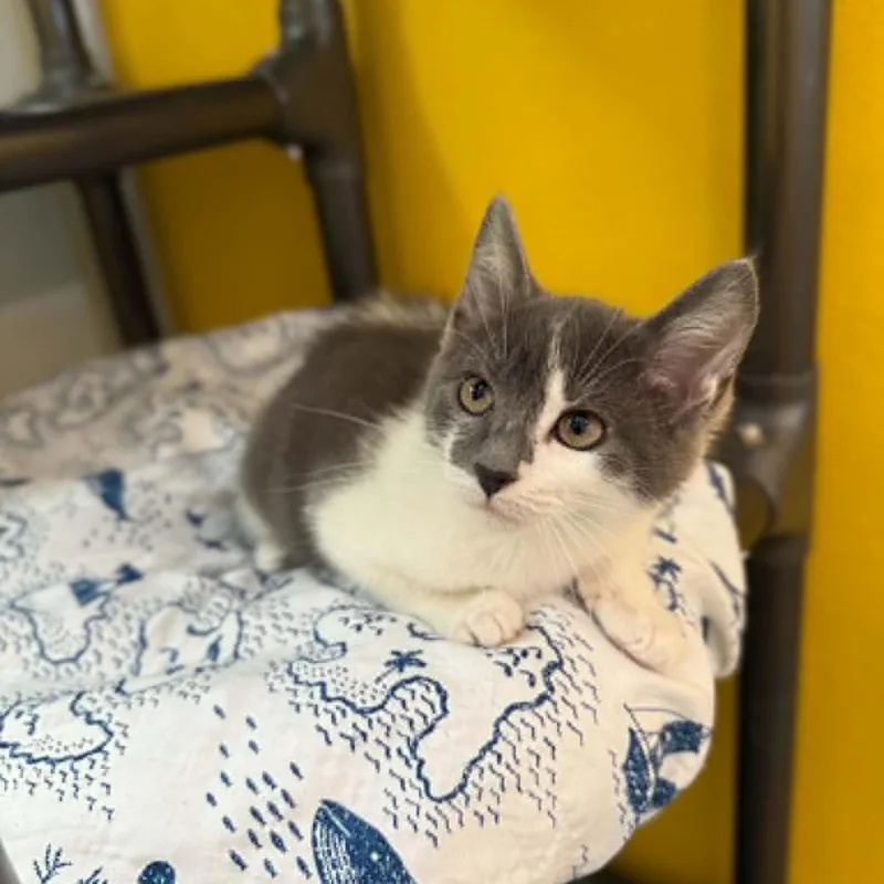 A baby medium-sized female Gray / Blue / Silver Domestic Short Hair cat named Dandy for adoption in Penn Yan, NY