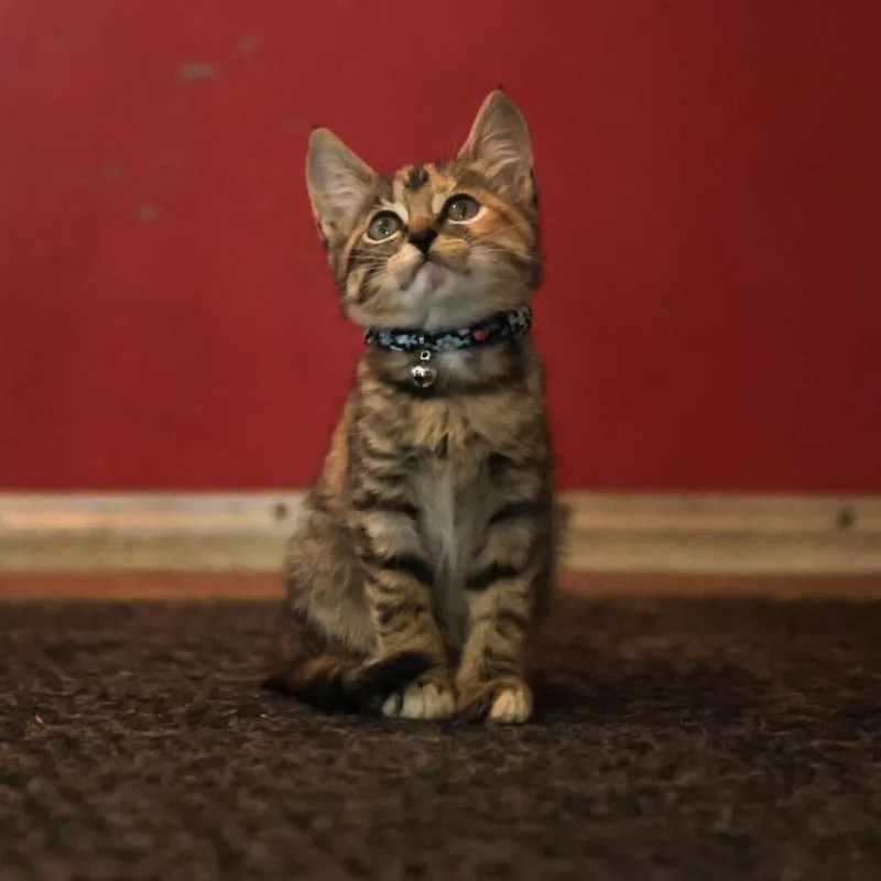 A baby small-sized female Torbie Domestic Short Hair cat named Foccacia for adoption in Charlotte, NC