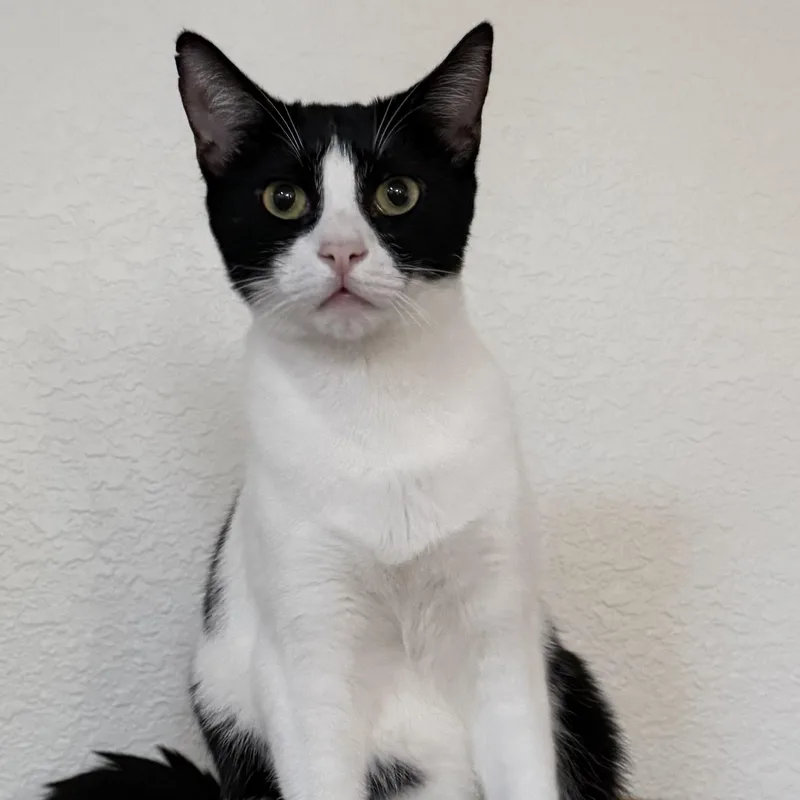 A baby medium-sized male Black & White / Tuxedo Tuxedo cat named Tiny Oreo for adoption in Orange, CA