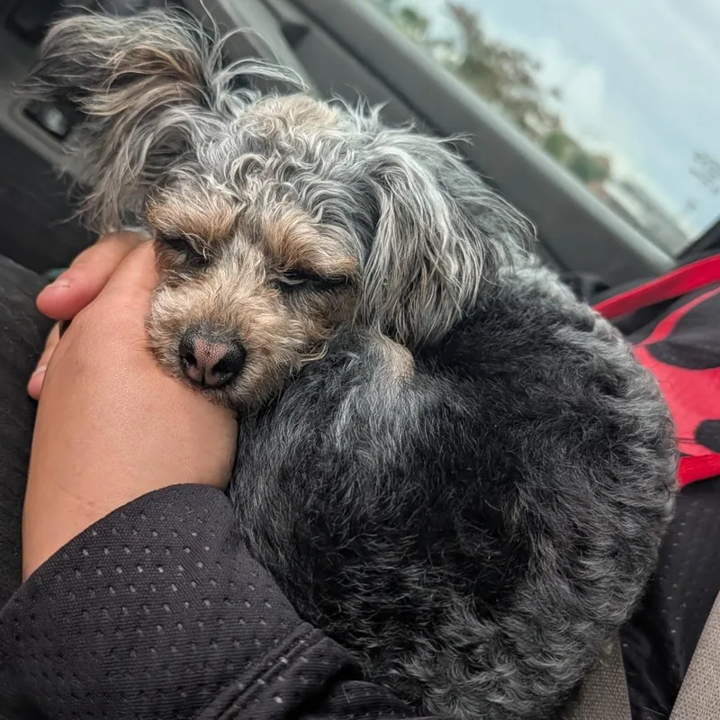 An adult small-sized female Black Yorkshire Terrier dog named Coco for adoption in Melbourne, KY