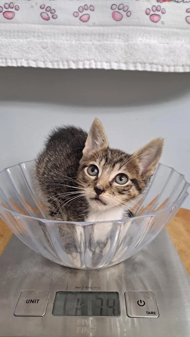 A baby small-sized male Tabby cat named Jaspurr for adoption in Margate, FL