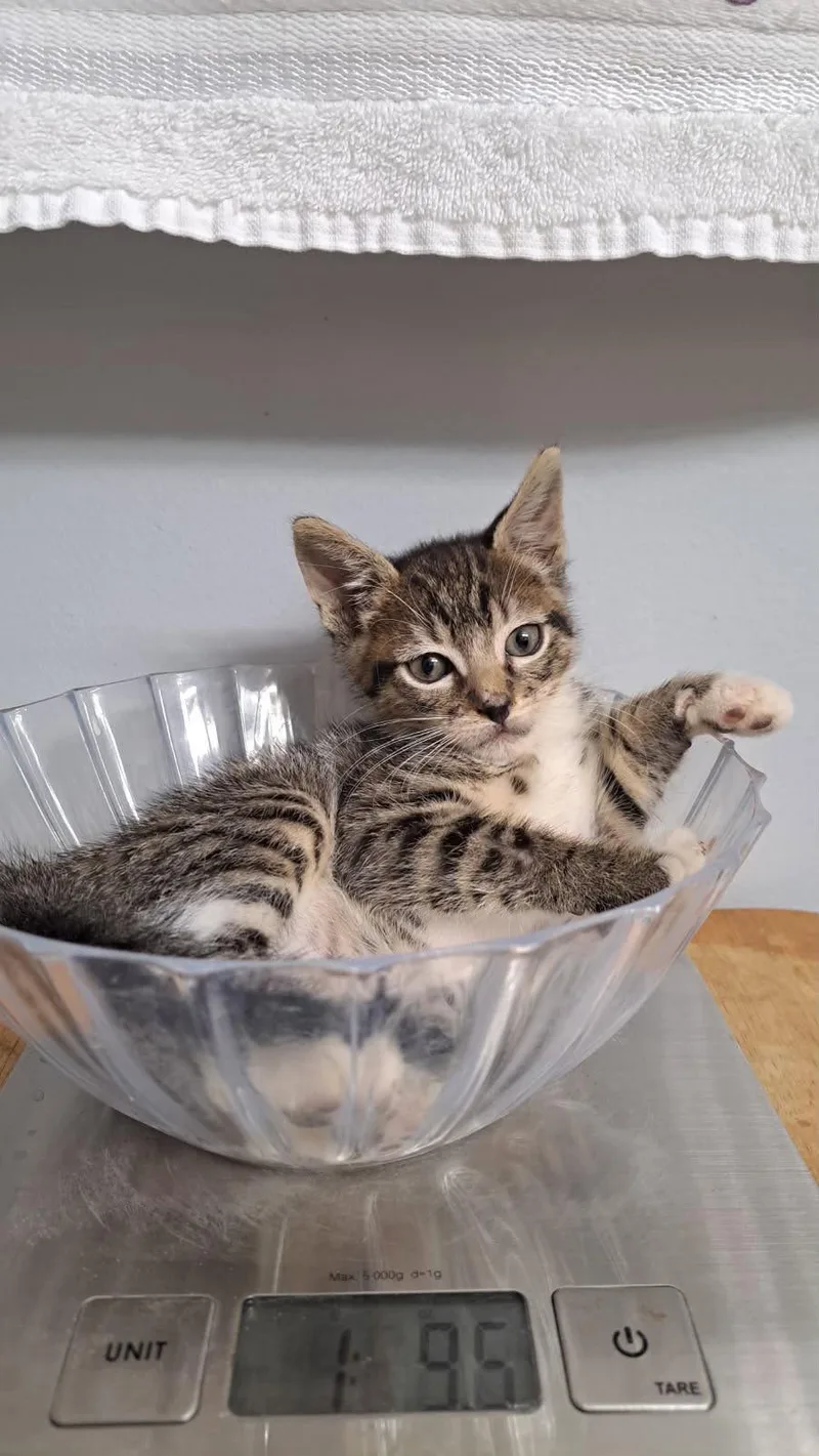 Jaspurr thumbnail 2