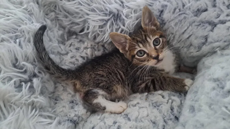 Jaspurr thumbnail 3