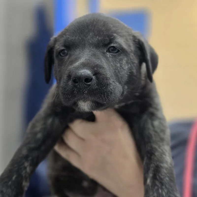 A baby medium-sized male Brindle Mixed Breed dog named Sebastian for adoption in Huntsville, AL