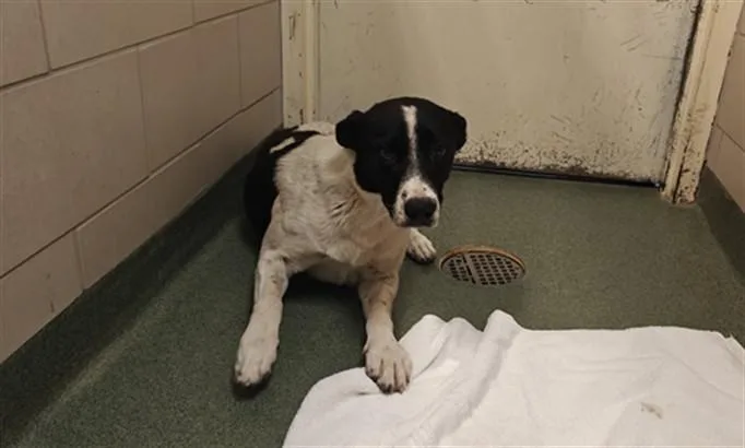 A young medium-sized male Australian Cattle Dog / Blue Heeler dog named Smokey for adoption in Santa Fe, NM