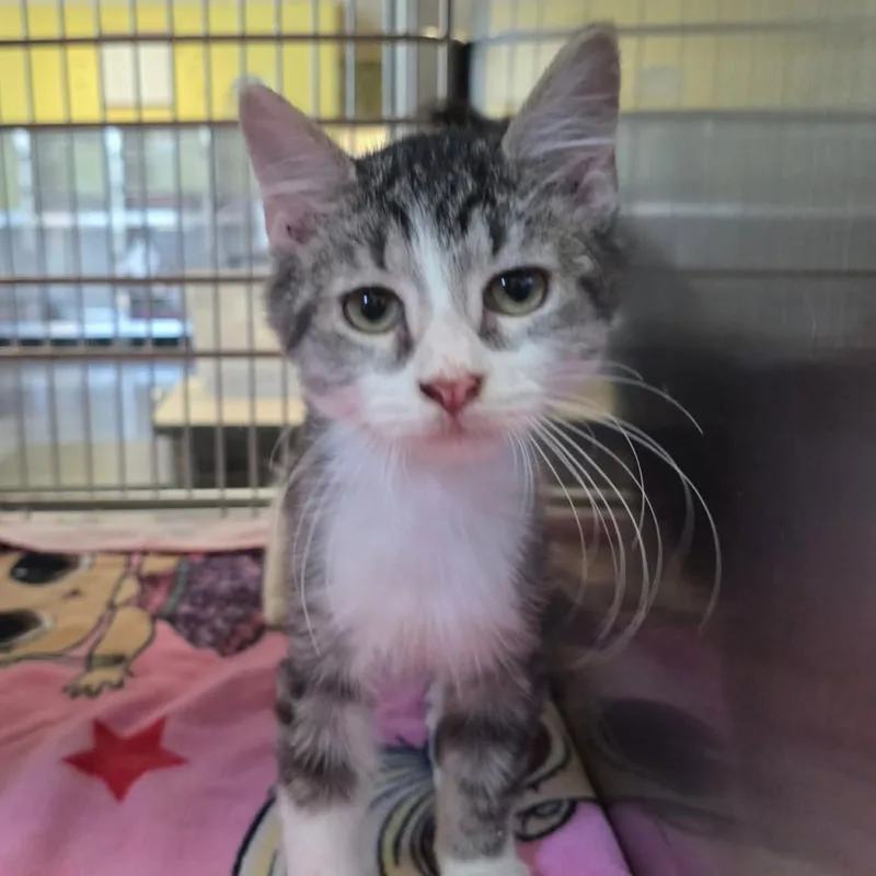 A baby small-sized male Domestic Short Hair cat named Simon for adoption in Rockwall, TX