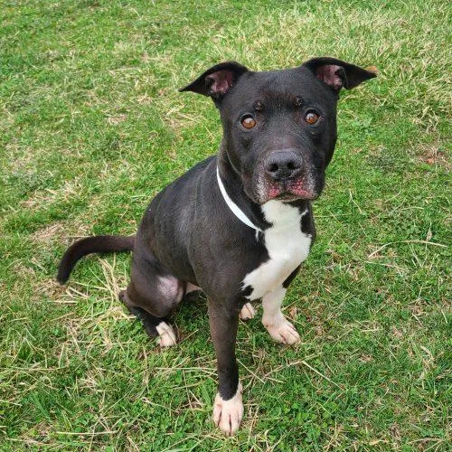 An adult medium-sized male Black Pit Bull Terrier dog named Saint for adoption in Elizabeth, IL