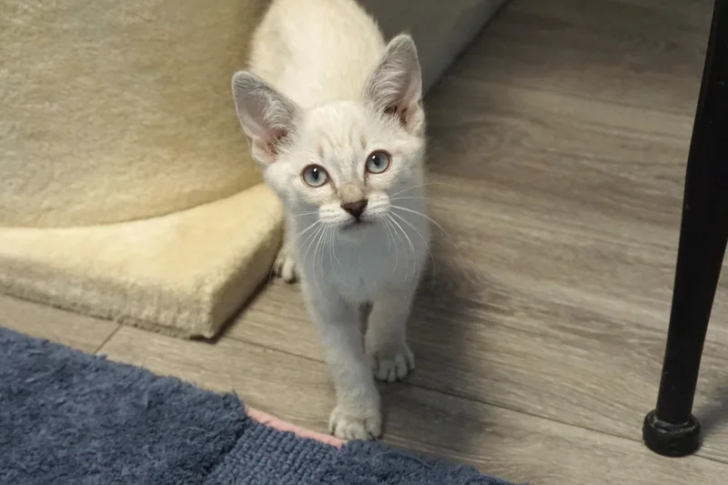 A baby small-sized female Domestic Short Hair cat named Alba for adoption in Fountain Hills, AZ