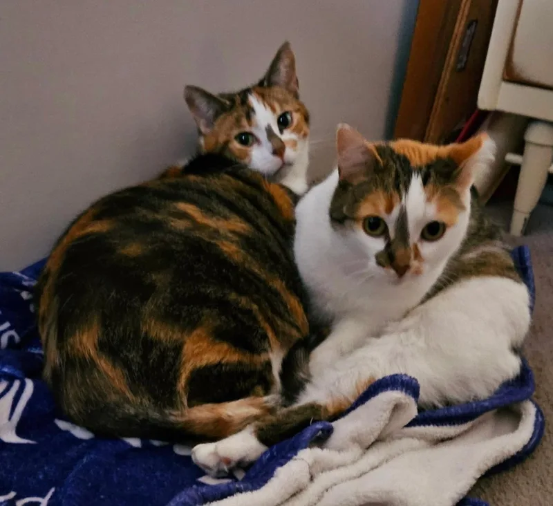 Angel & Stormy thumbnail 2