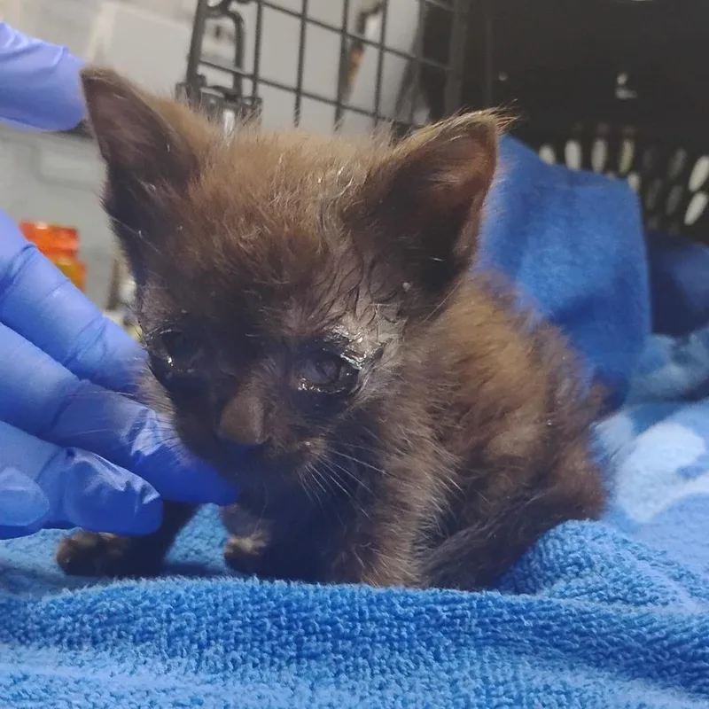 A baby small-sized male Black Domestic Short Hair cat named Oliver for adoption in Summerville, SC