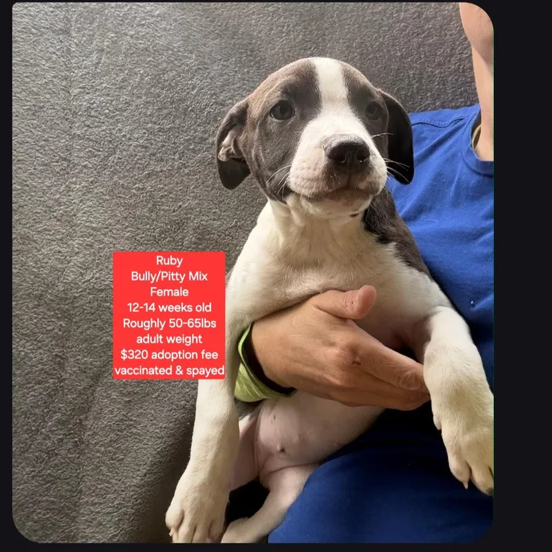 A baby large-sized female American Bully dog named Ruby for adoption in Oviedo, FL