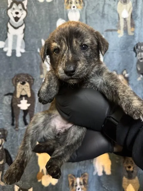 A baby small-sized female German Shepherd Dog dog named Pepper for adoption in Riverside, CA