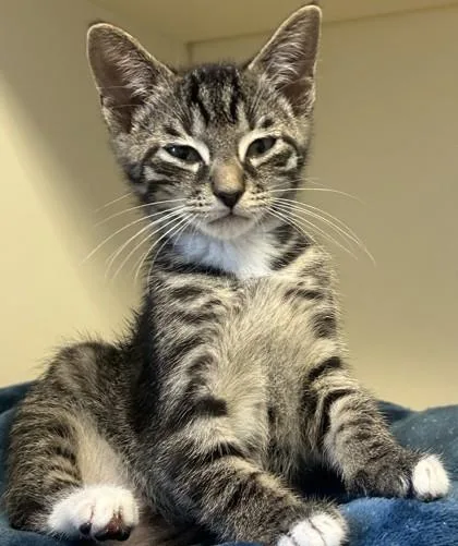 A baby small-sized male Domestic Short Hair cat named Little Nemo for adoption in Chamblee, GA