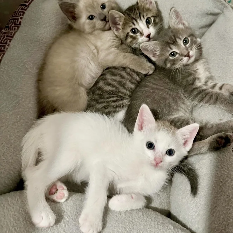 A baby small-sized female White Domestic Short Hair cat named Windflower for adoption in Austin, TX