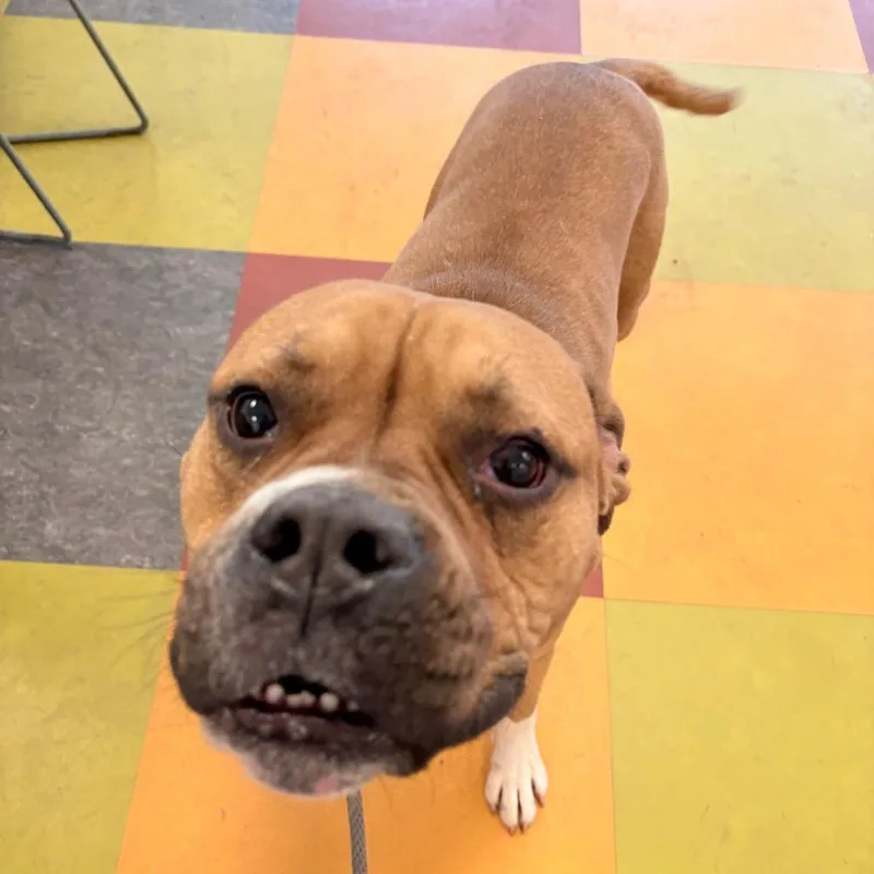 An adult medium-sized male Brown / Chocolate Mixed Breed dog named Theodore for adoption in Philadelphia, PA