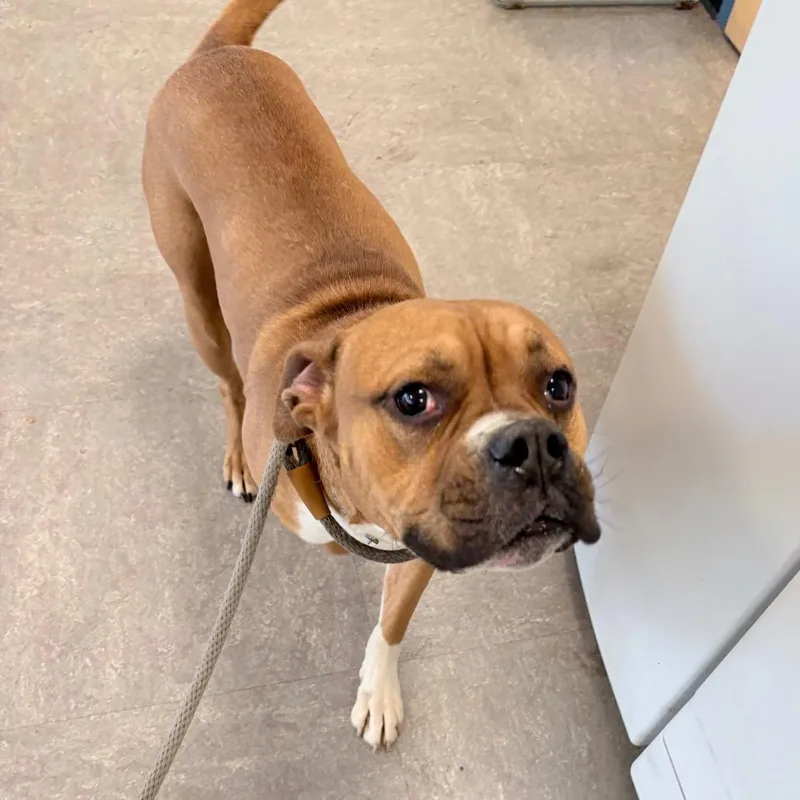 Theodore thumbnail 2