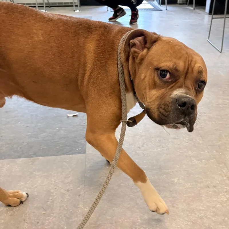 Theodore thumbnail 3