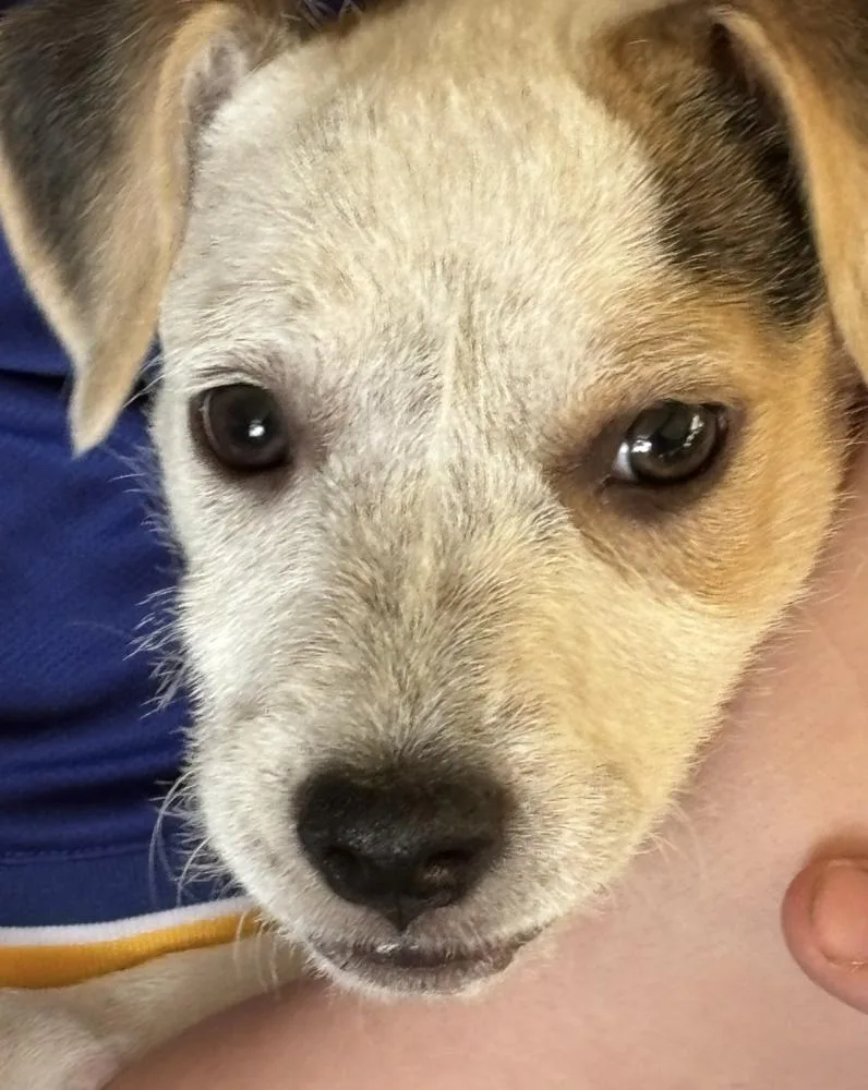 A baby medium-sized female Terrier dog named India for adoption in Candler, NC