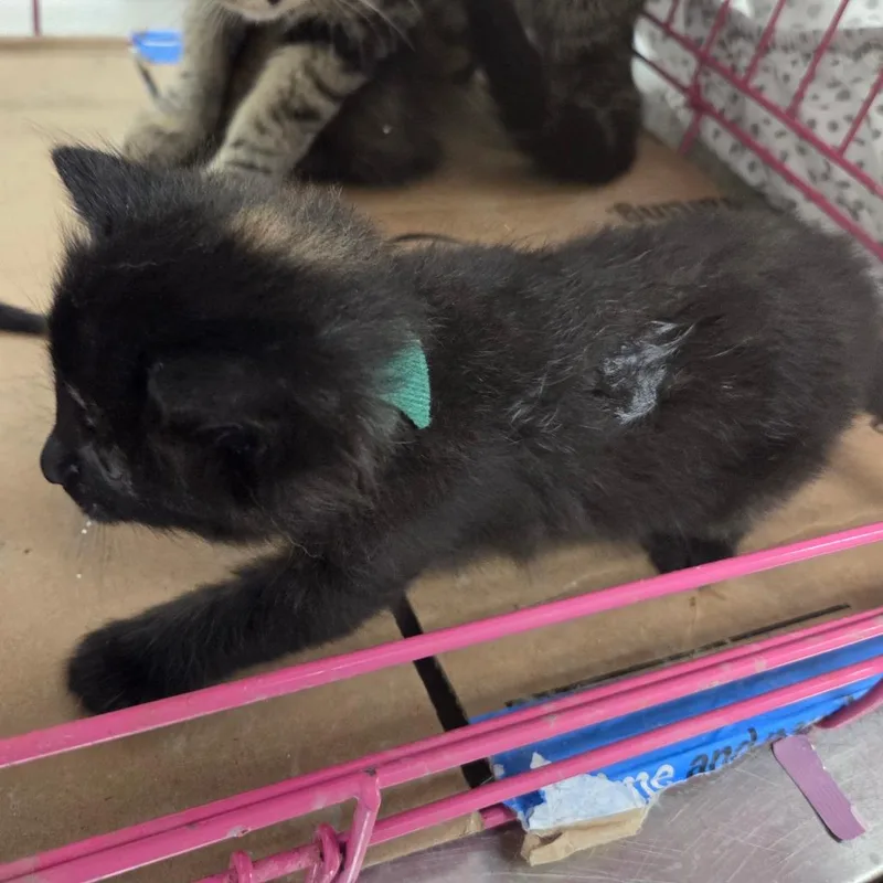 A baby small-sized female Black Domestic Short Hair cat named Strato for adoption in Chattanooga, TN