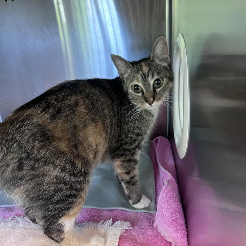 An adult medium-sized female Brown / Chocolate Domestic Short Hair cat named Ghostbuster for adoption in Asheville, NC