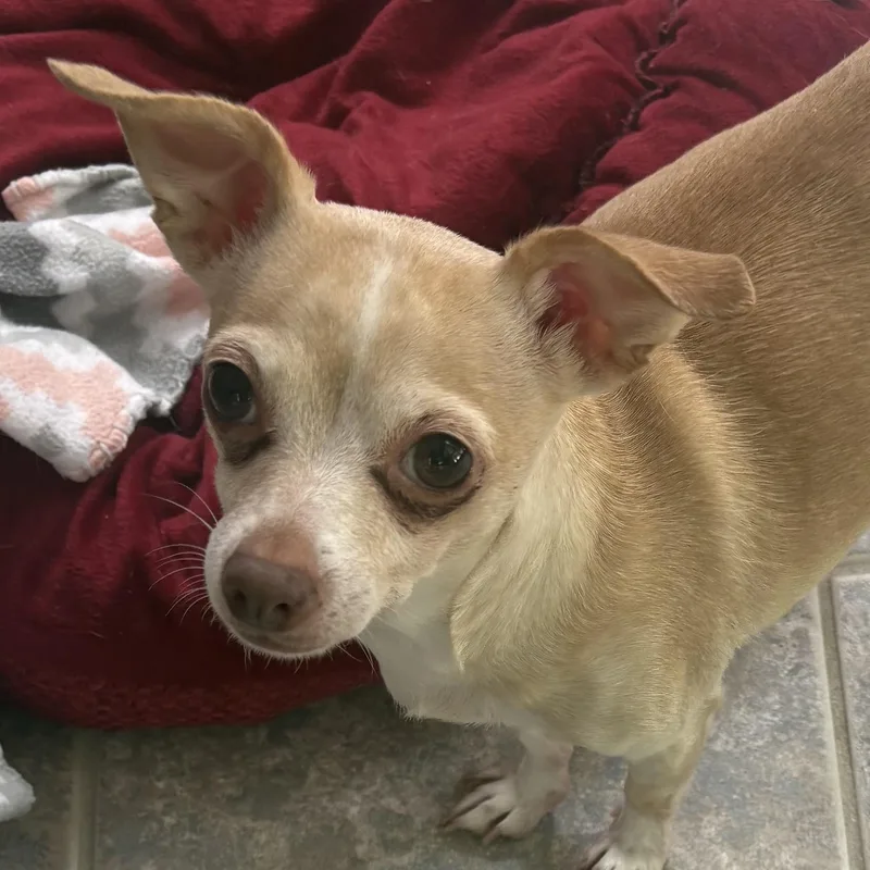 An adult small-sized female Yellow / Tan / Blond / Fawn Chihuahua dog named Sadie for adoption in Wilmington, OH