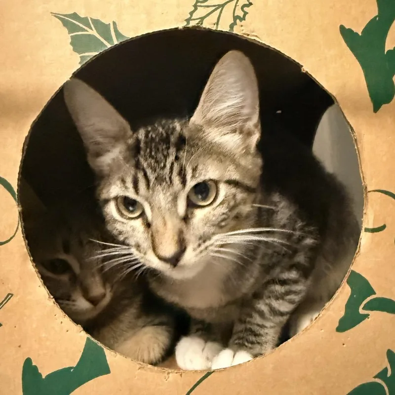 A baby small-sized male Gray / Blue / Silver Domestic Short Hair cat named Oahu for adoption in Palm Springs, CA