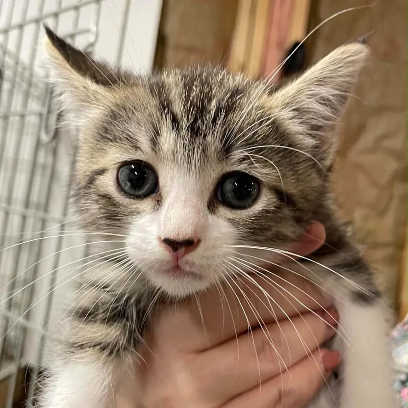 A baby small-sized female Brown / Chocolate Domestic Short Hair cat named Miss Myrtle for adoption in Inwood, WV
