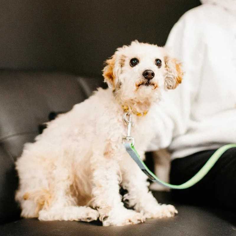 A senior small-sized female Apricot / Beige Mixed Breed dog named Gracie for adoption in Saint Cloud, MN