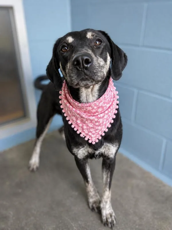 An adult medium-sized female Hound dog named Clutch for adoption in Lafayette, LA