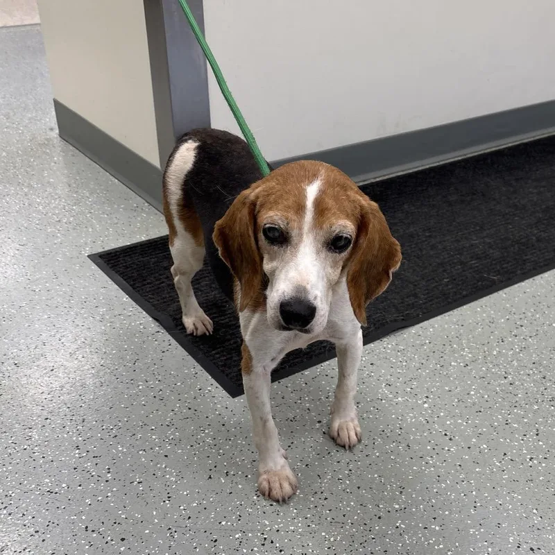 An adult medium-sized female Brown / Chocolate Beagle dog named Croissant for adoption in Galax, VA