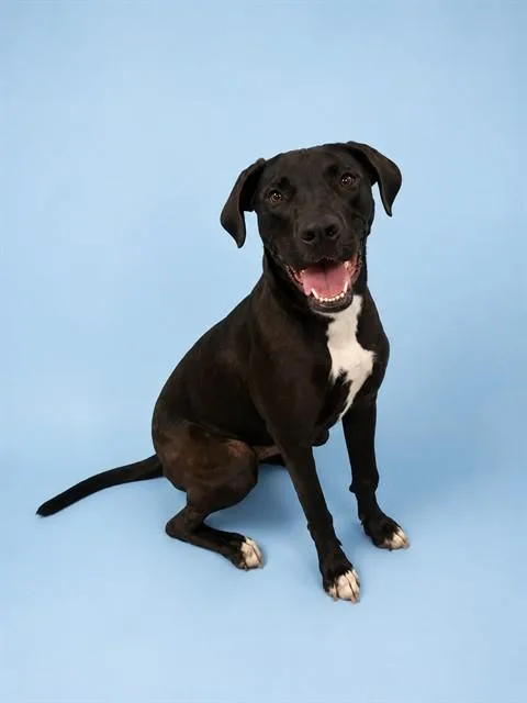 A young large-sized female Great Dane dog named Haddie for adoption in Westminster, MD