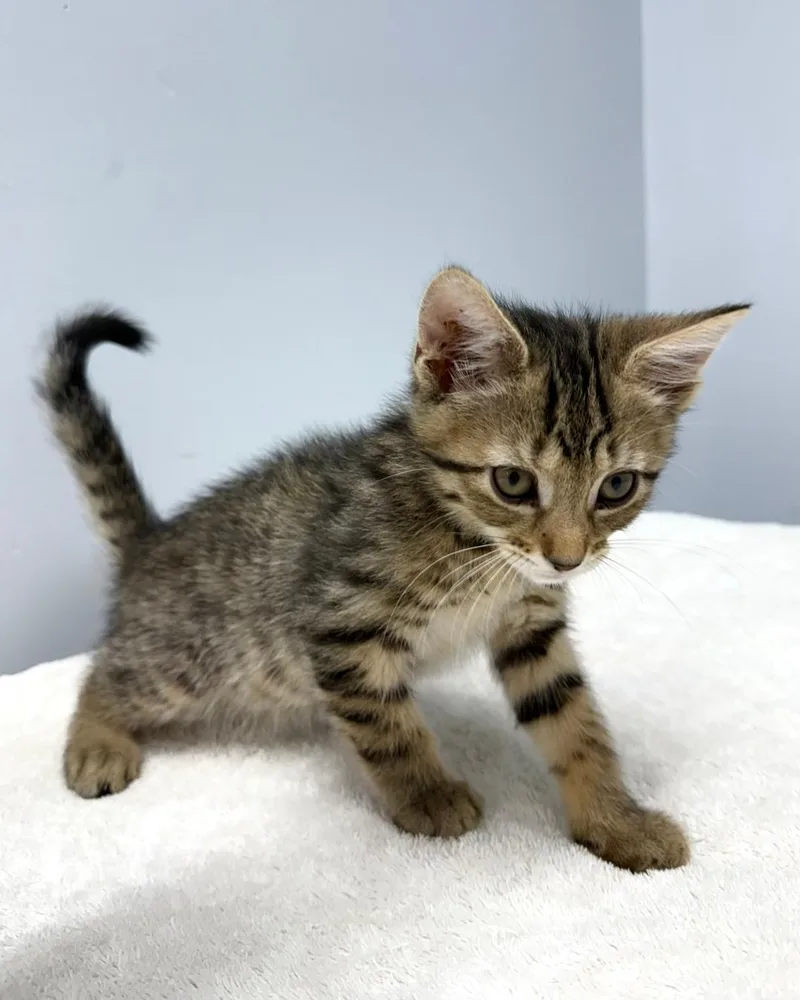 A baby medium-sized male Tabby (Gray / Blue / Silver) Domestic Short Hair cat named Warbler for adoption in Mount Vernon, OH