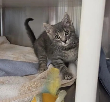 A baby small-sized male Domestic Medium Hair cat named Grey Coat for adoption in Brighton, CO