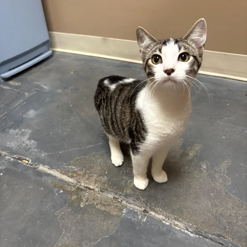 A young medium-sized male Tabby (Brown / Chocolate) Domestic Short Hair cat named Peter for adoption in Omaha, NE