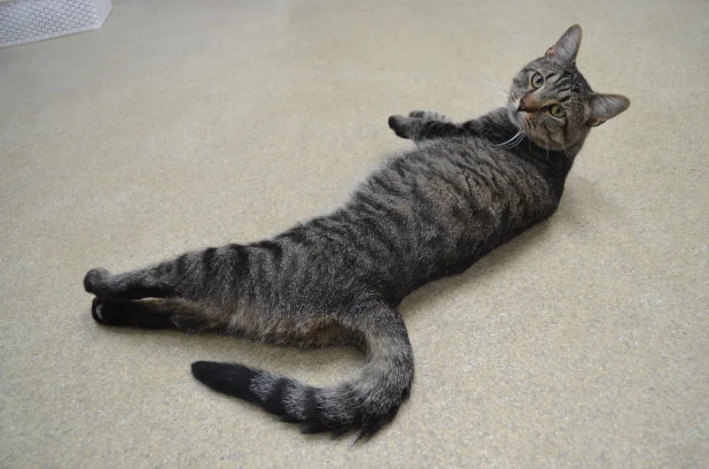 A young medium-sized male Tabby (Brown / Chocolate) Domestic Short Hair cat named Lemon for adoption in Westbrook, CT