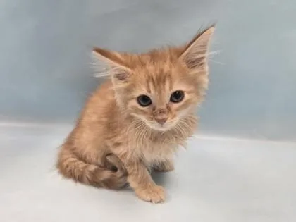 A baby small-sized female Domestic Short Hair cat named Parsnip for adoption in Coon Rapids, MN