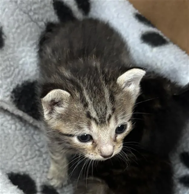A baby medium-sized female Domestic Short Hair cat named Jupiter for adoption in Dallas, TX