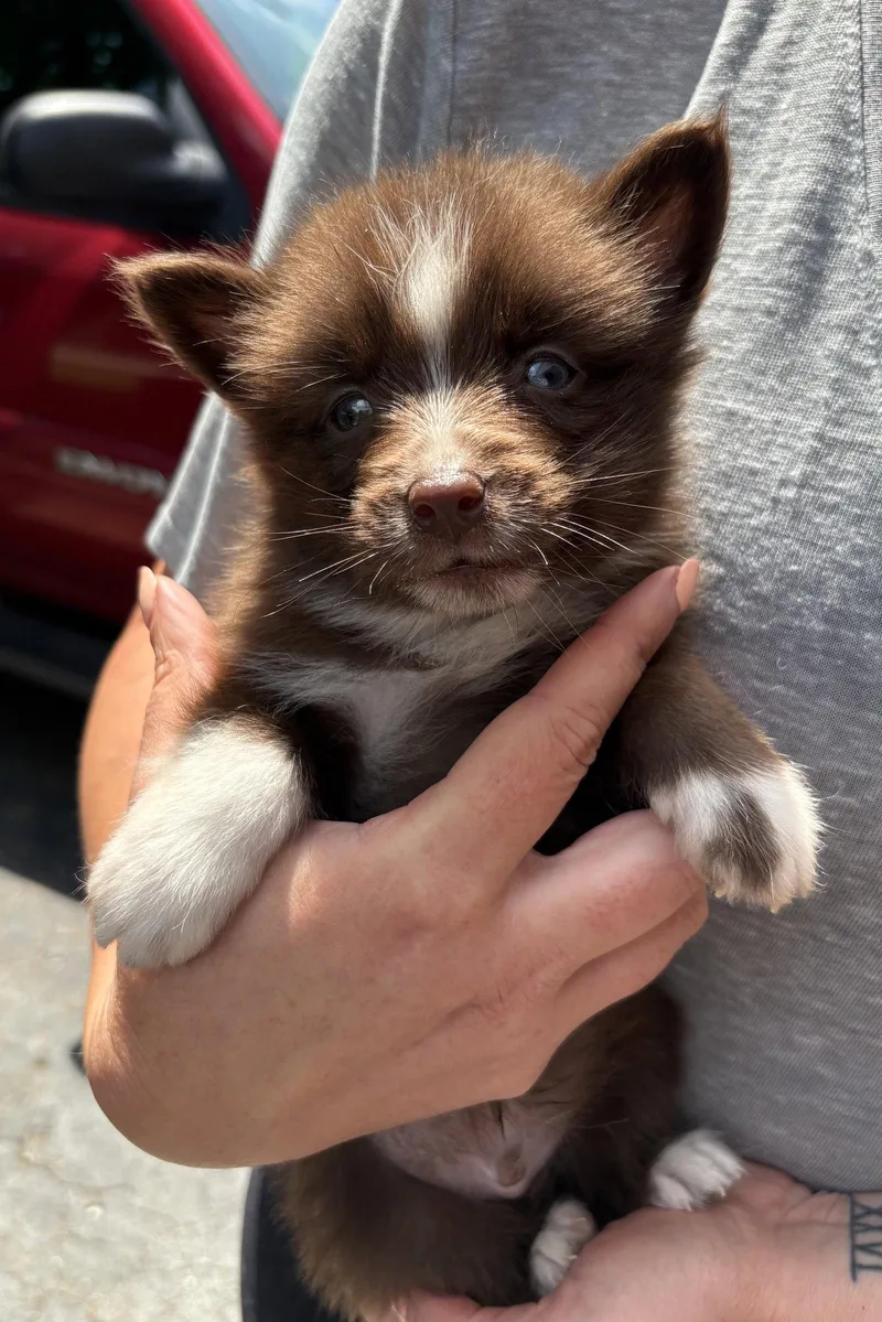 A baby medium-sized male Husky dog named Brownie for adoption in Oxford, MI